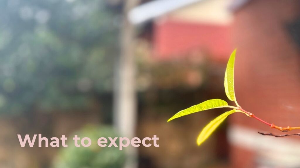 ender green leaf in focus, with a softly blurred house in the background—captured outside the therapy room entrance.